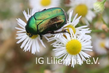 Goldglänzender Rosenkäfer Goldglänzender Rosenkäfer