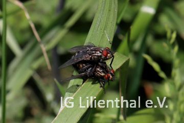 Graue Fleischfliege Graue Fleischfliege