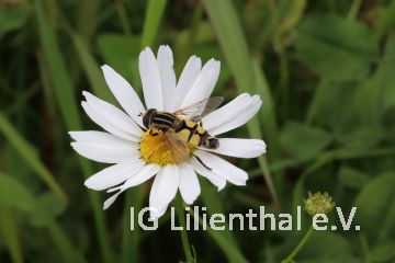 Große Sumpfschwebfliege Große Sumpfschwebfliege