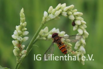 Hain-Schwebfliege Hain-Schwebfliege