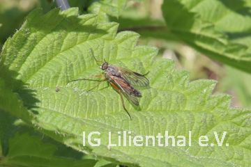 Helle Tanzfliege Helle Tanzfliege