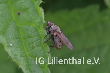 Kleine Raub-Hausfliege Kleine Raub-Hausfliege