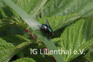 Madengoldfliege Madengoldfliege