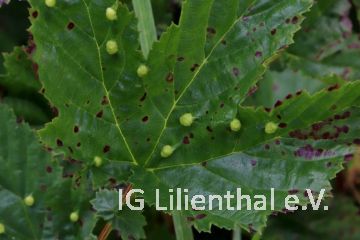 Mädesüß-Gallmücke Mädesüß-Gallmücke