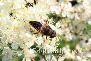 Mittlere Keilfleckschwebfliege Mittlere Keilfleckschwebfliege