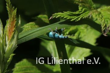 Nessel-Blattrüssler Nessel-Blattrüssler