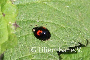 Nierenfleckiger Kugelmarienkäfer Nierenfleckiger Kugelmarienkäfer