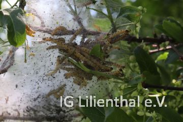 Pfaffenhütchen-Gespinstmotte Pfaffenhütchen-Gespinstmotte