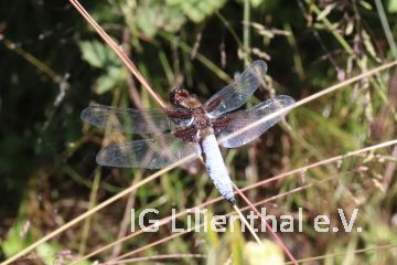 Plattbauch Plattbauch