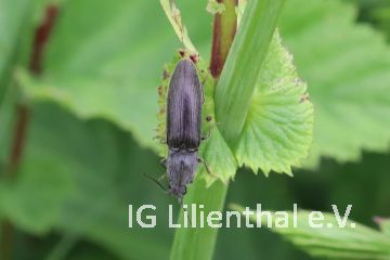 Rauhaariger Schnellkäfer Rauhaariger Schnellkäfer