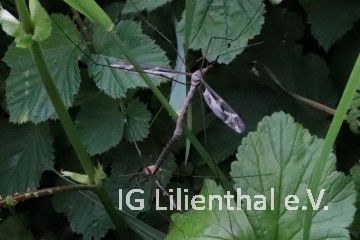 Riesenschnake Riesenschnake