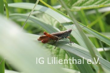 Rote Keulenschrecke Rote Keulenschrecke