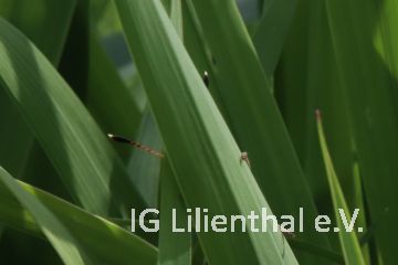 Rote Keulenschrecke Rote Keulenschrecke