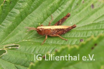 Rote Keulenschrecke Rote Keulenschrecke