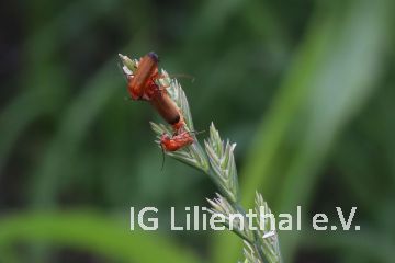 Roter Weichkäfer Roter Weichkäfer