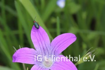 Rothalsiges Getreidehähnchen Rothalsiges Getreidehähnchen