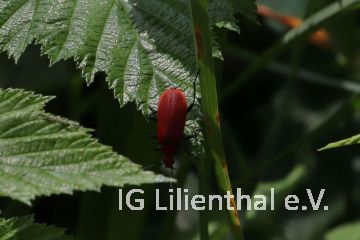 Rotköpfiger Feuerkäfer Rotköpfiger Feuerkäfer