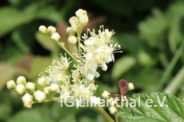 Saumwanze / Lederwanze Saumwanze / Lederwanze