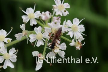 Schlupfwespe Schlupfwespe