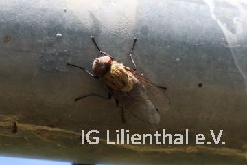 Schmeißfliege Schmeißfliege