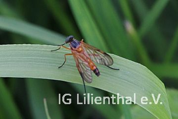 Schnepfenfliege Schnepfenfliege