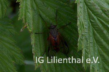 Schwarzfüßige Schnepfenfliege Schwarzfüßige Schnepfenfliege