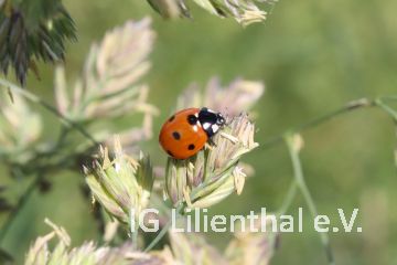Siebenpunkt-Marienkäfer Siebenpunkt-Marienkäfer