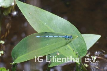 Speer-Azurjungfer Speer-Azurjungfer