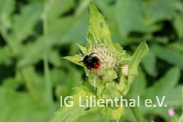 Steinhummel Steinhummel