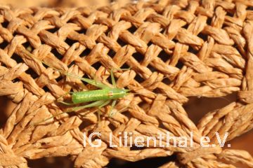 Südliche Eichenschrecke Südliche Eichenschrecke
