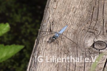 Südlicher Blaupfeil Südlicher Blaupfeil