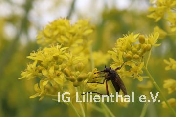 Tanzfliege Tanzfliege