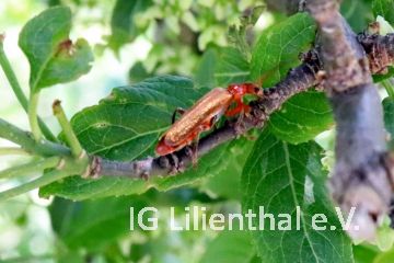 Variabler Weichkäfer Variabler Weichkäfer