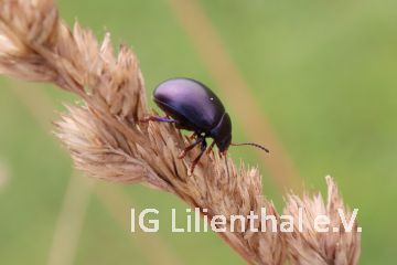 Violetter Gundermann-Blattkäfer Violetter Gundermann-Blattkäfer