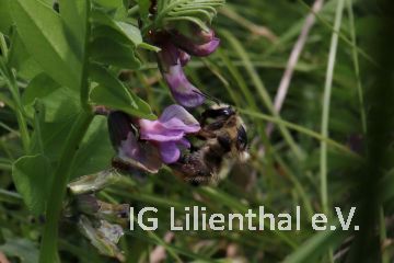 Waldhummel Waldhummel