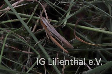 Weißrandiger Grashüpfer Weißrandiger Grashüpfer