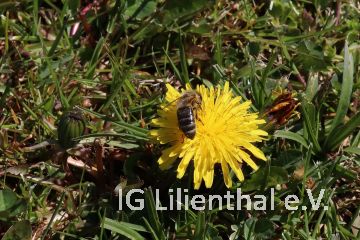 Westliche Honigbiene Westliche Honigbiene