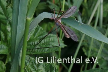Wiesenschnake Wiesenschnake