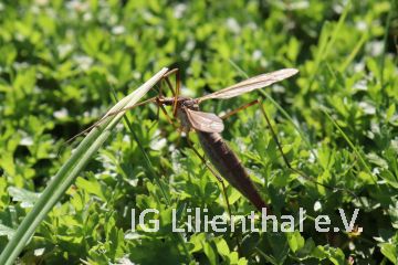 Wiesenschnake Wiesenschnake