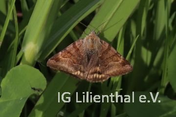 Braune Tageule Braune Tageule