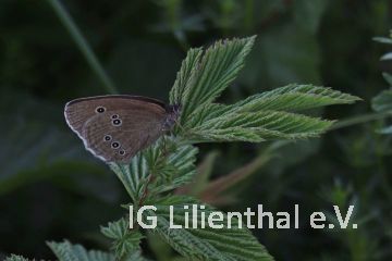 Brauner Waldvogel Brauner Waldvogel