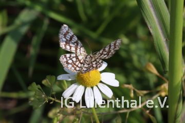 Gitterspanner Gitterspanner