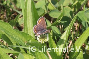 Heuhechel-Bläuling Heuhechel-Bläuling