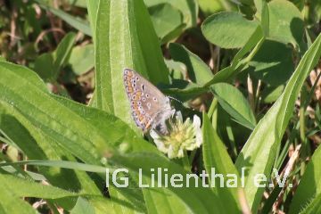 Heuhechel-Bläuling Heuhechel-Bläuling