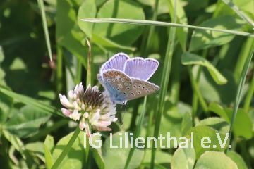Heuhechel-Bläuling Heuhechel-Bläuling