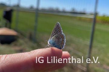 Heuhechel-Bläuling Heuhechel-Bläuling