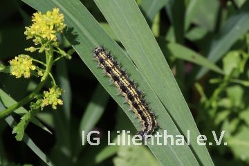 Kleiner Fuchs Kleiner Fuchs