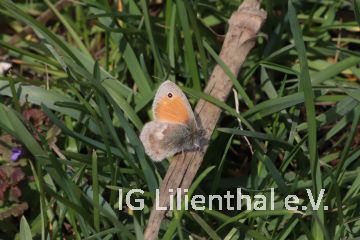 Kleines Wiesenvögelchen Kleines Wiesenvögelchen