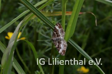 Labkrautspanner Labkrautspanner