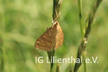 Ödlandzünsler Ödlandzünsler